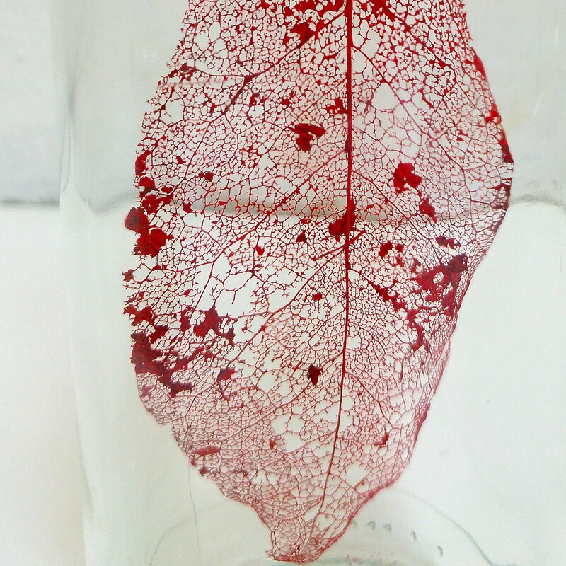 Magnolia leaf skeleton, The beautiful Magnolia is an ancient species, it appeared before bees. This magnolia leaf skeleton (spray-painted in red) carries the essence of death – a natural & important part of the cycle of life.